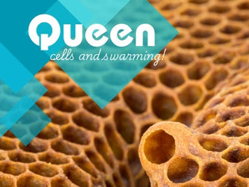 Honey Bee Queen Cells and Swarm Prevention