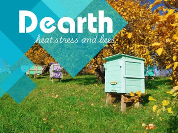 summer dearths and bee hives heat stress and bees
