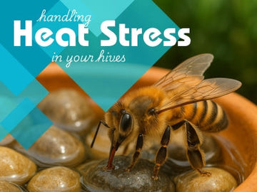 Should I feed my bees water in summer