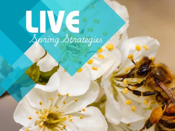 Spring Strategies for Thriving Bees