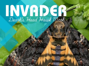 Death's head Hawk Moth in Honeybee Hive