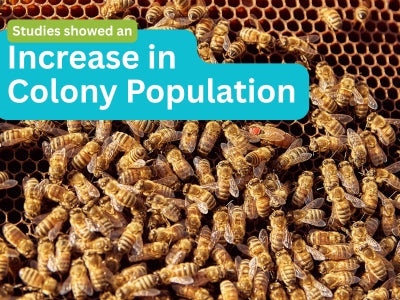 Studies Show: HiveAlive Proven to Boost Bee Colony Population
